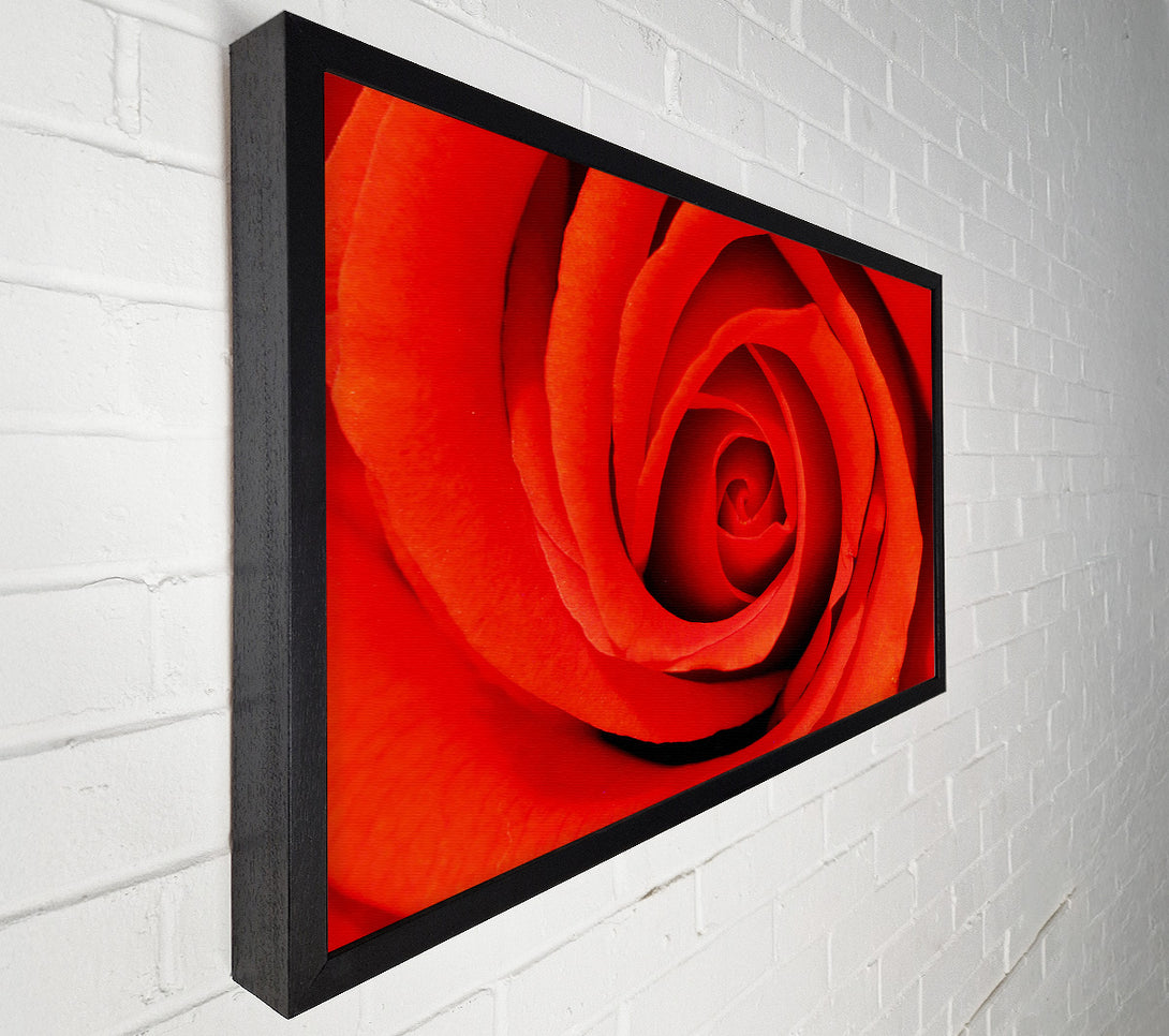  A Canvas Print of Close-Up Of A Beautiful Rose Canvas Print