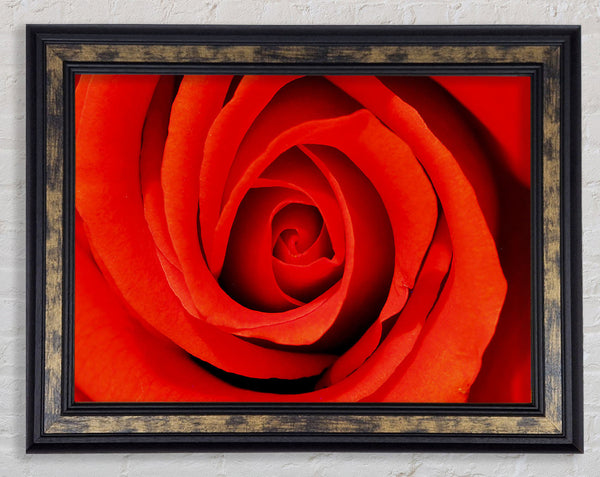 Close-Up Of A Beautiful Rose Framed Print