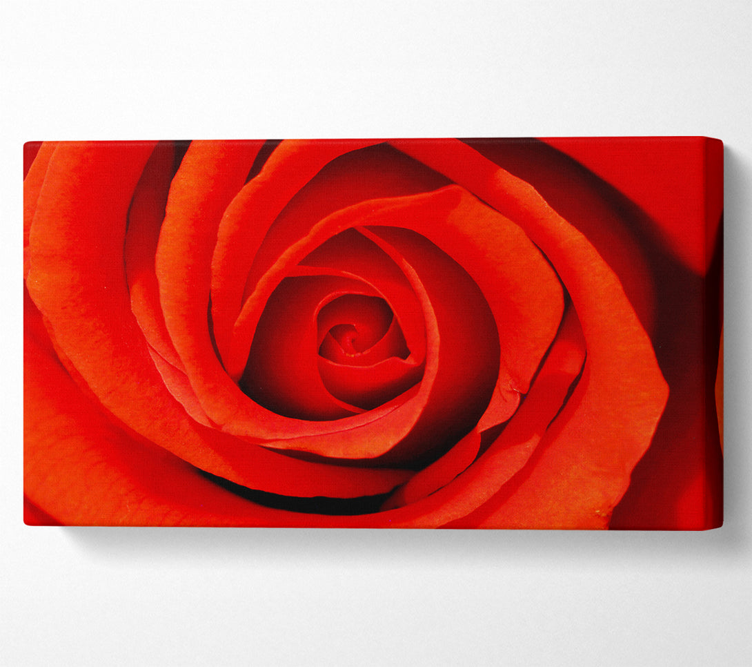  A Canvas Print of Close-Up Of A Beautiful Rose Canvas Print