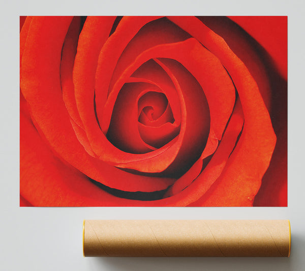 Close-Up Of A Beautiful Rose Poster