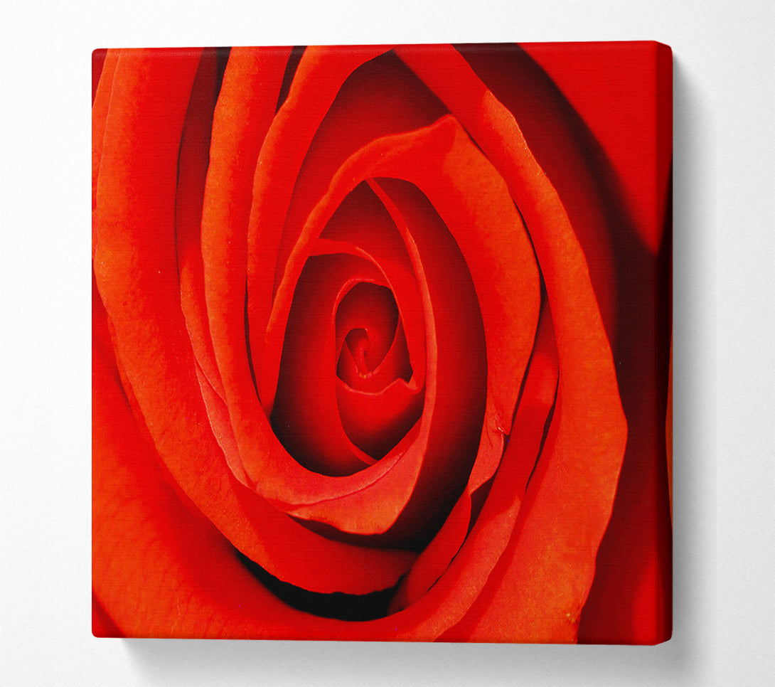  A Canvas Print of Close-Up Of A Beautiful Rose Canvas Print