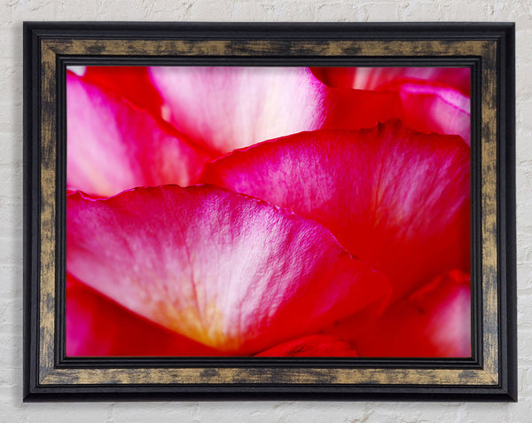 The Waves Of A Pink Flower Framed Print
