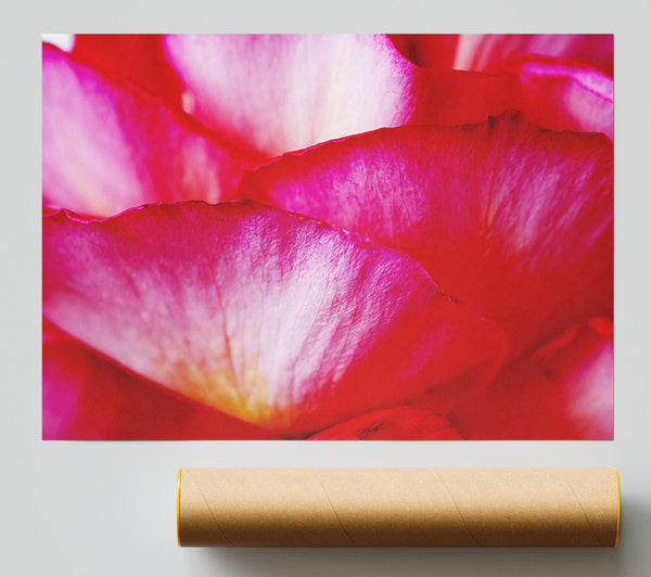 The Waves Of A Pink Flower Print