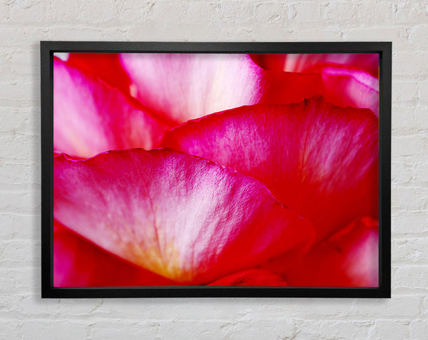 The Waves Of A Pink Flower Framed Print