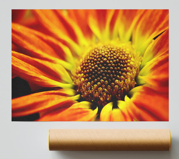 Orange Petal Daisy Print