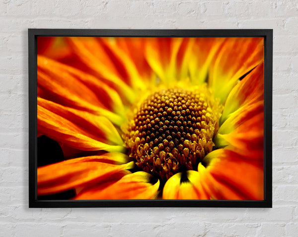 Orange Petal Daisy Framed Print