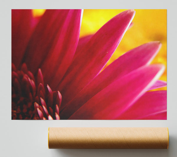 Vibrant Pink Petals On Yellow Poster