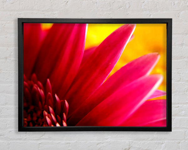 Vibrant Pink Petals On Yellow Framed Print