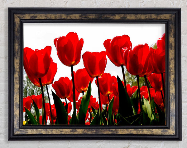Red Tulip Galore Framed Print