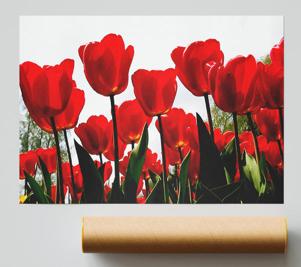 Red Tulip Galore Print