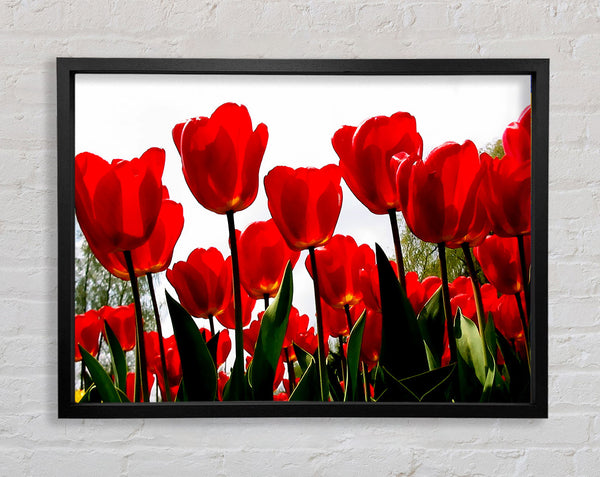 Red Tulip Galore Framed Print