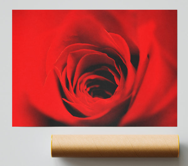 Soft Red Rose Close-Up Giclee Print