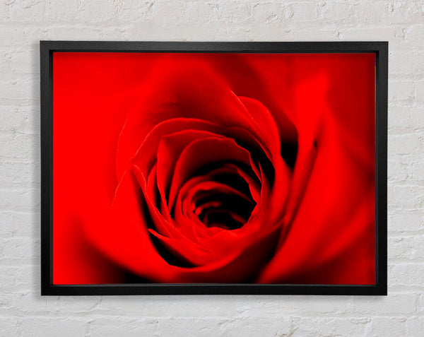 Soft Red Rose Close-Up Framed Print