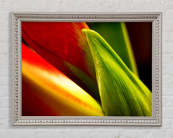 Colours Of Nature Framed Print