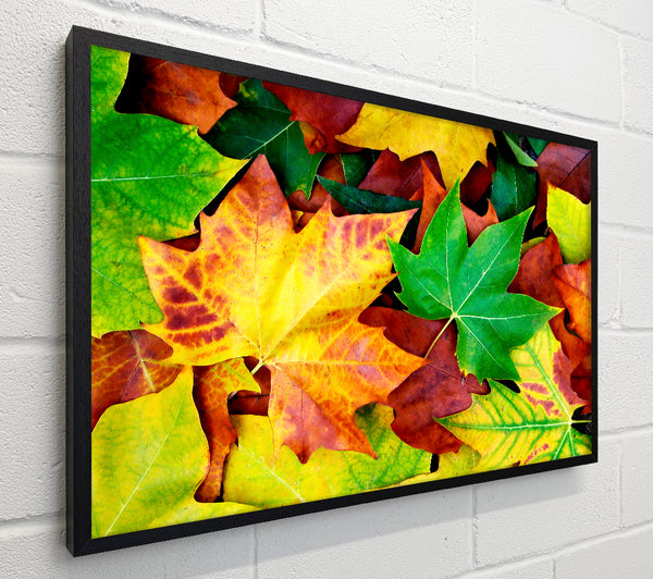 Autumn Leaves Fallen