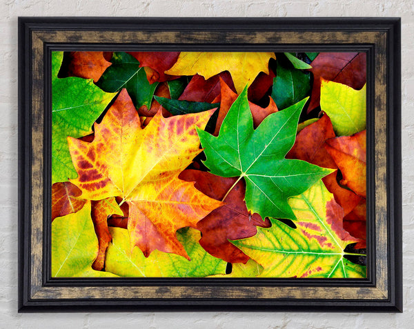 Autumn Leaves Fallen Framed Print