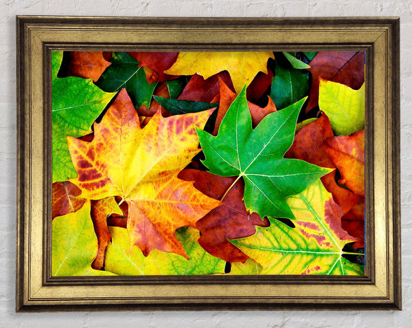 Autumn Leaves Fallen Framed Print