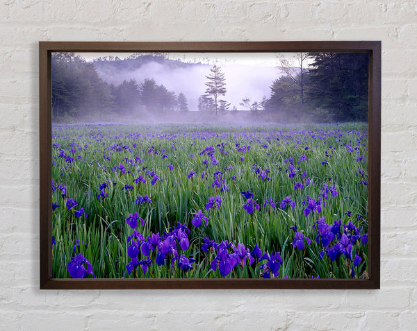 Bluebell Mist Framed Print