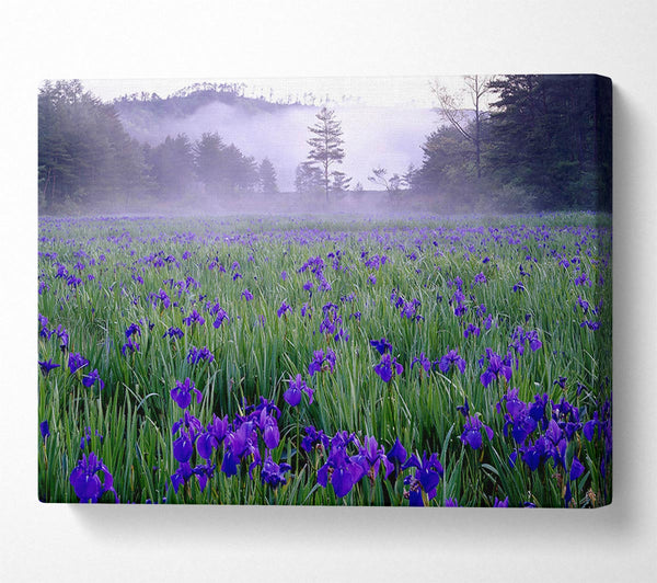 Bluebell Mist