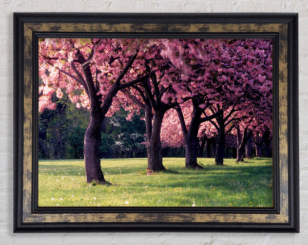 Cherry Blossom Lineup Framed Print