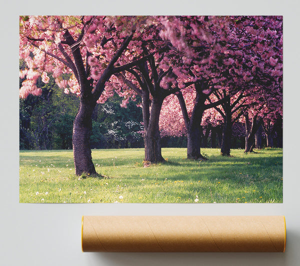 Cherry Blossom Lineup Giclee Print