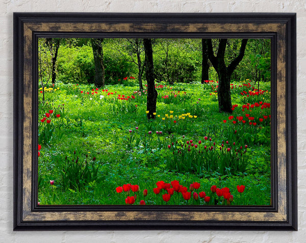 Tulip Woodland Framed Print