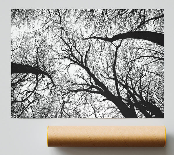 Pecan Grove Black And White Poster