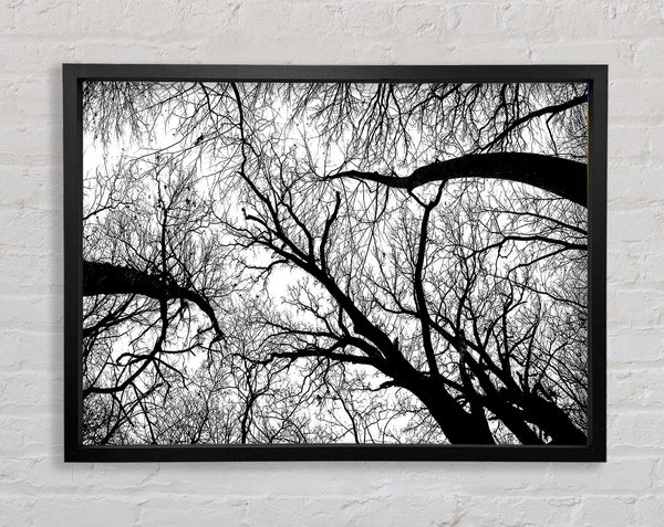 Pecan Grove Black And White Framed Print