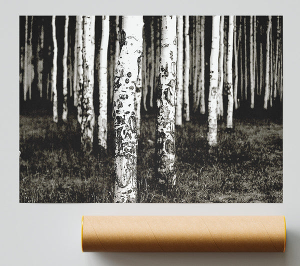 Mountains Quakies Forest Print