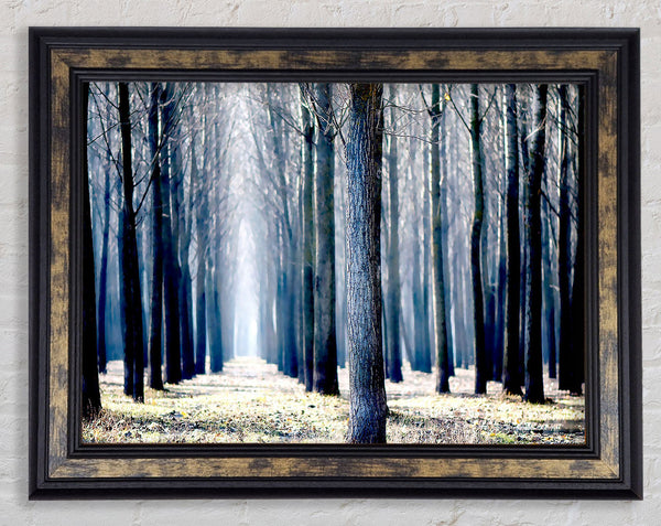 Trees Line-up In Winter Framed Print