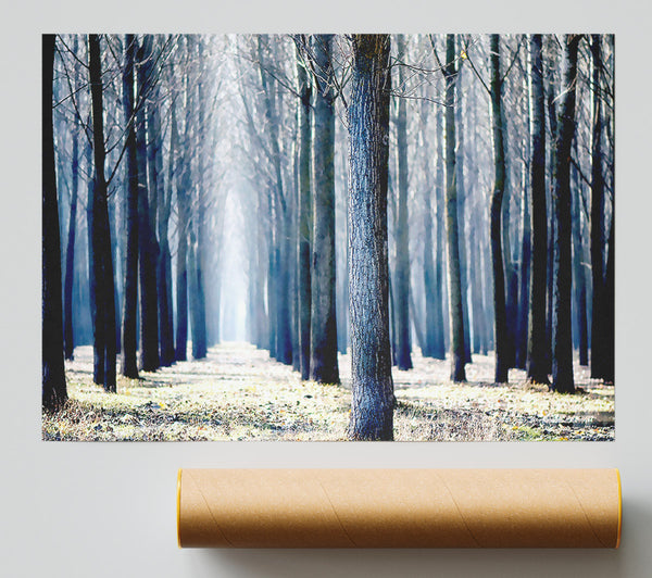 Trees Line-Up In Winter Poster