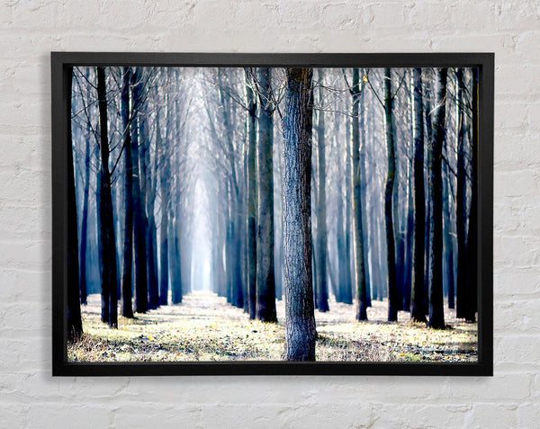 Trees Line-up In Winter Framed Print