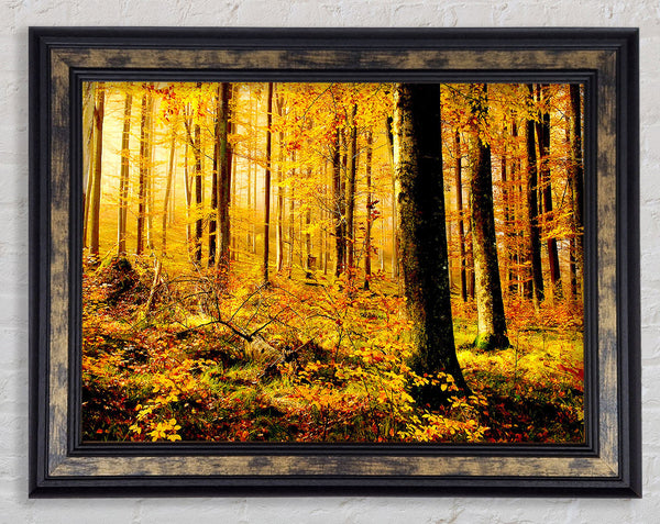 German Forest In Autumn Framed Print