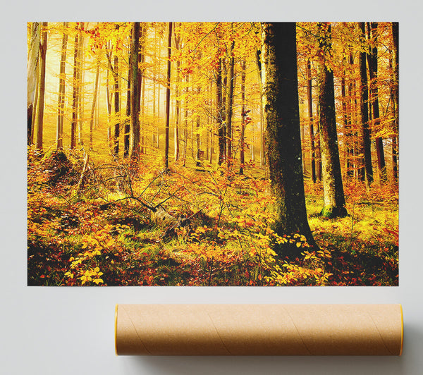 German Forest In Autumn Poster