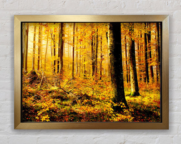 German Forest In Autumn Framed Print