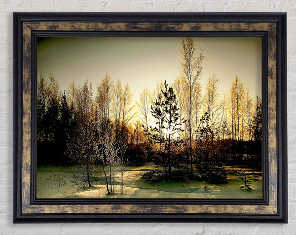 Trees Shadow Winter Framed Print