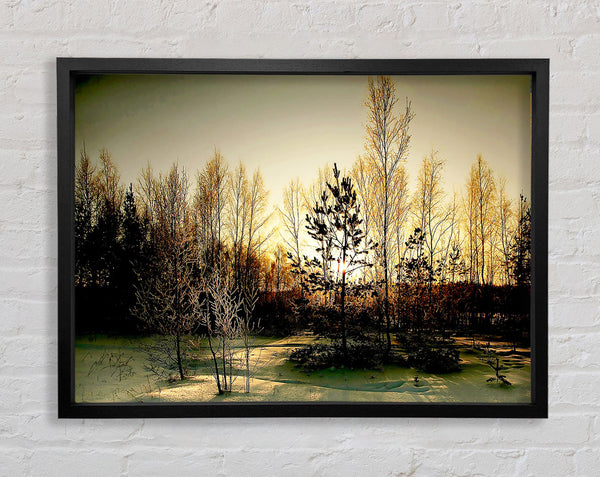 Trees Shadow Winter Framed Print