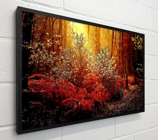Autumn Forest