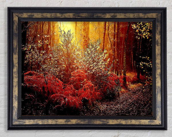 Autumn Forest Framed Print