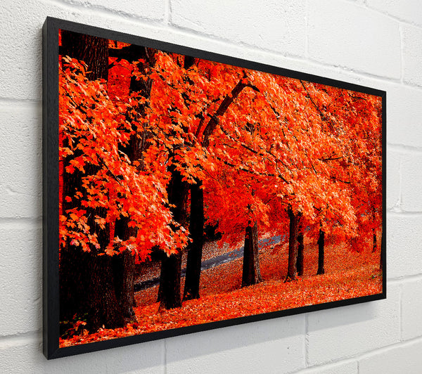 Beautiful Autumn Orange Leaves