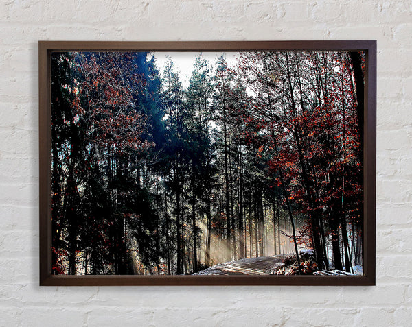 Forest Road In Winter Framed Print