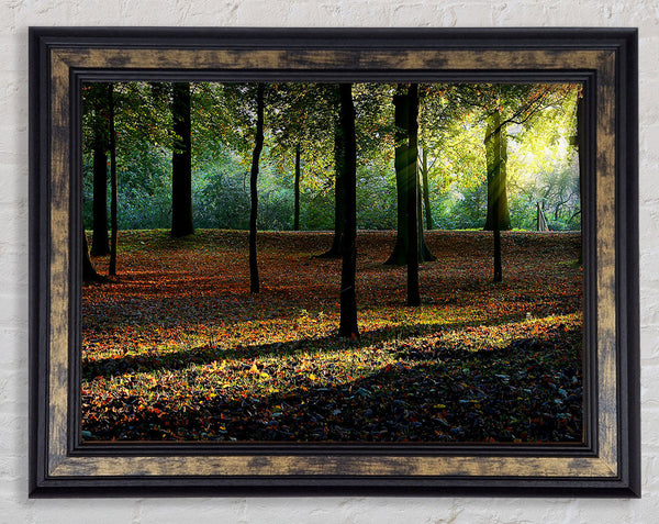 Autumn Light Framed Print