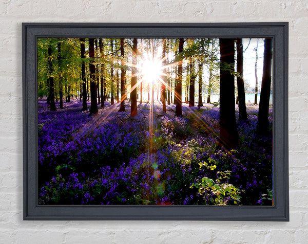 Forest Sun God Framed Print