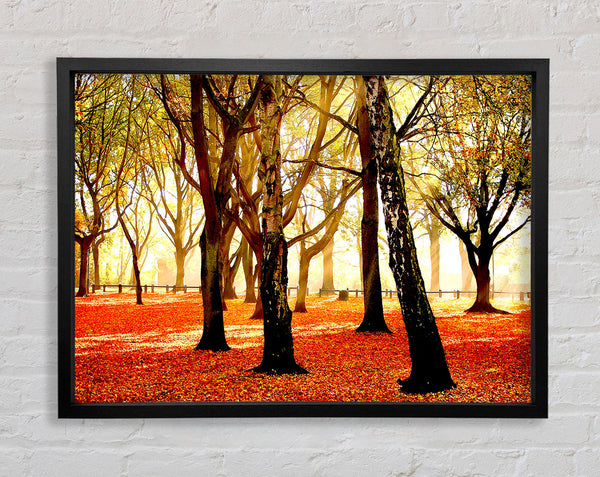 Warm Sunlight Framed Print