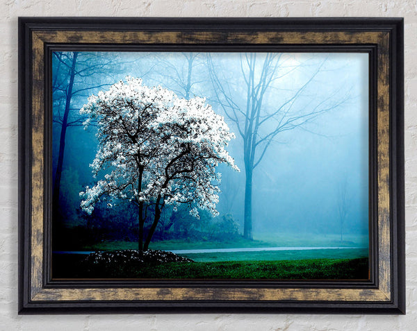 White Magnolia Tree Framed Print