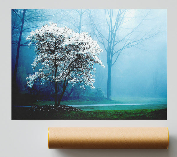 White Magnolia Tree Print