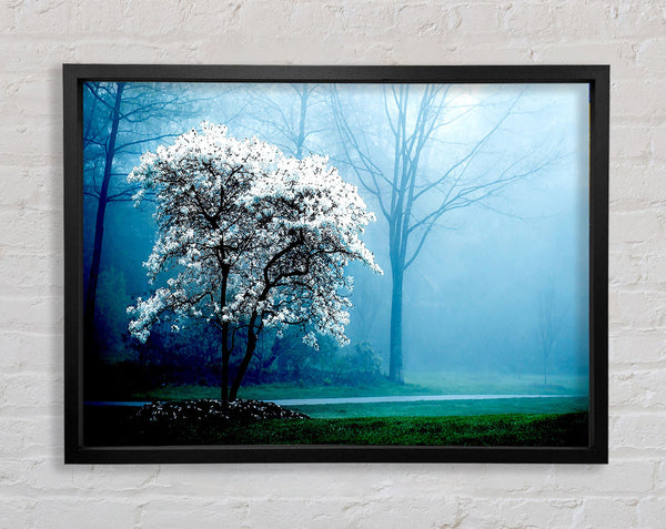 White Magnolia Tree Framed Print