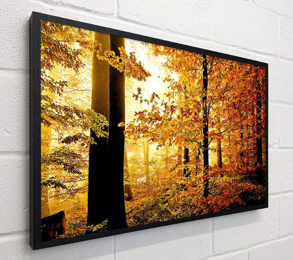 Beautiful Autumn Foliage