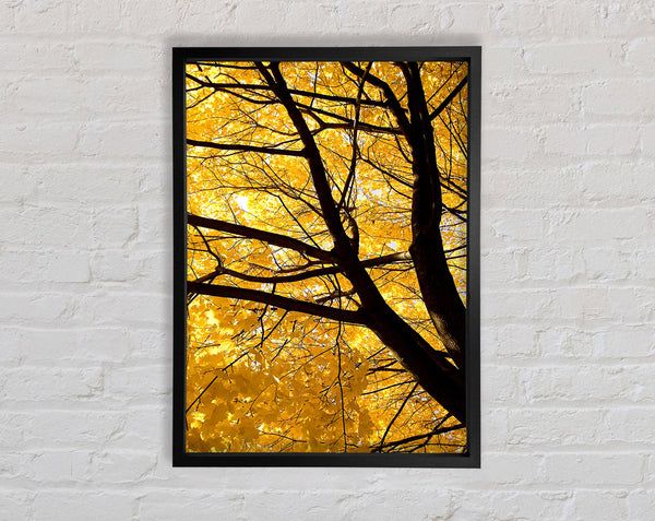 Yellow Autumn Leaves Framed Print