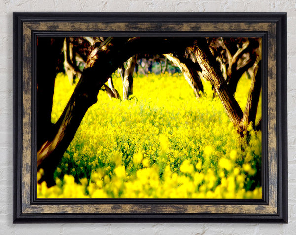 Orchard Sun Beam Framed Print